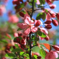 Розовая нежность весны :: Ninell Nikitina