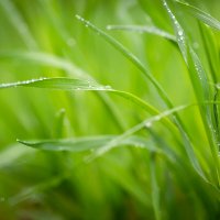 Трава в каплях дождя :: Александр Синдерёв
