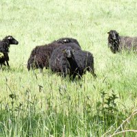 черные овцы :: Heinz Thorns