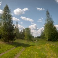 Одуванчиковый лес :: Владимир Новиков