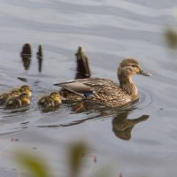 Выход в свет :: Людмила Волдыкова