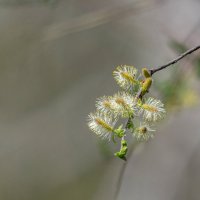 *** :: Виктор Иванович Чернюк