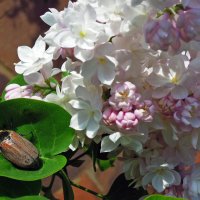 Майский привет от майского жука... :: Тамара Бедай 
