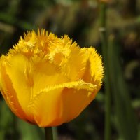 желтый тюльпан :: ИННА ПОРОХОВА