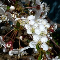 Неповторимое цветение вишни... :: Лидия Бараблина