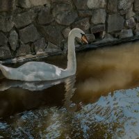 Лебедь белая плывёт... :: Юрий ЛМ
