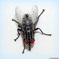 А могут ли мухи переносить коронавирус? Вопрос... :: Андрей Заломленков