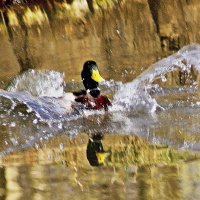 Водные процедуры :: олег свирский 