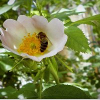Труженица пчелка в цветке шиповника :: Людмила 