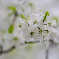 Цветы весны :: Александр Синдерёв