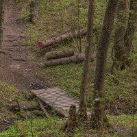 Смайлик встречает в лесу :: Сергей Цветков