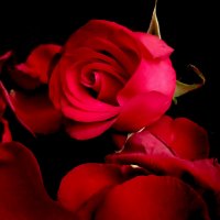 красная роза :: Анара 