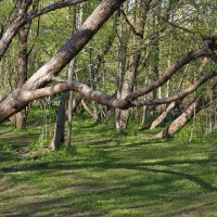 Весенняя роща :: Наталья Лунева 