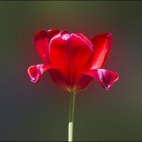 Красный тюльпан :: Александр Тарноградский