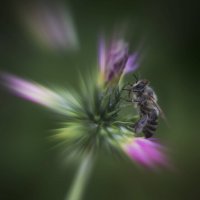 Пчелка :: Александр Довгий