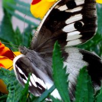 Из жизни бабочек... :: Лидия Бараблина
