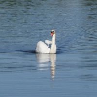 Лебедь на озере :: Маргарита Батырева