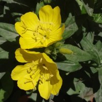 Oenothera fruticosa :: Анара 