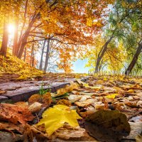 Осенние листья на дорожке :: Юлия Батурина