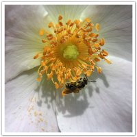 пчелка на шиповнике IMG_3723 :: Олег Петрушин