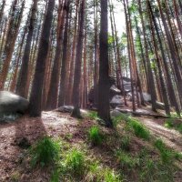 mystical wood :: Елена Елена
