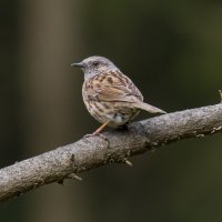 Лесная Завирушка. :: Валерий Шурмиль