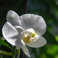 Орхидея :: Праворукий Пингвин