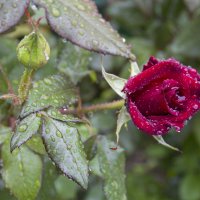Роза и  капли дождя :: Валентин Семчишин