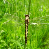 Прямобрюх белохвостый, или стрекоза беловершинная, (лат. Orthetrum albistylum :: ivan 