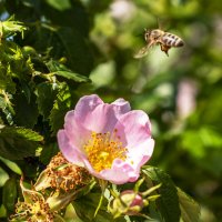 Серия "Цветок и Пчела" :: Геннадий Б