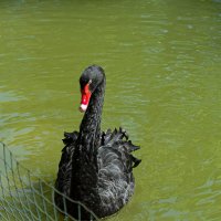 Цесис - черный лебедь :: Vlaimir 