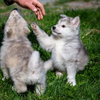 мы с тобой одной крови... ты и я :: Роман Дудкин