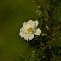 Белый шиповник, дикий шиповник Краше садовых роз :: Солоненко Лидия 