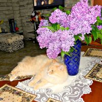 Сирень и кот. :: Михаил Столяров