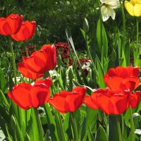 Майские тюльпаны :: Валюша Черкасова