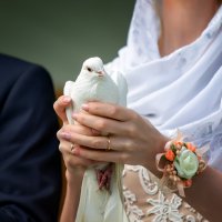 свадебный голубь :: Роман Дудкин