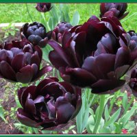 Черные тюльпаны :: Ольга Довженко
