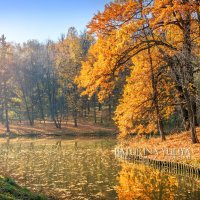 Листья в осеннем пруду :: Юлия Батурина