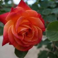 Просто роза.... :: Алёна Савина