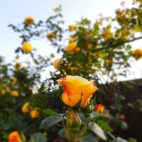 Июньские розы... :: Тамара Бедай 