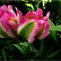 Мелодии цветущего сада. :: muh5257 