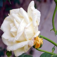 Белая роза. :: Валерьян Запорожченко