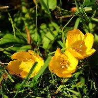 Нежный солнечный цветок с золотыми лепестками ярким бисером цветёт яркими цветами, :: Tatiana Markova
