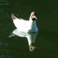 Чайка на городском водоёме :: Милешкин Владимир Алексеевич 