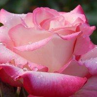 Розы бывают разные,но все они прекрасные! :: Рина Воржева