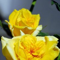 Желтые розы. :: Валерьян Запорожченко