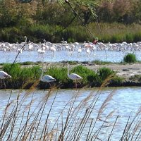 Фламинго в природном парке Камарг :: Лидия Бусурина