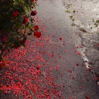 Розы и дождь 2 :: Юрий Гайворонский