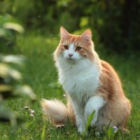 Кот на лужайке :: Наталья Преснякова