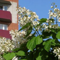 Катальпа всегда зацветает в начале июня и цветёт почти весь месяц :: Татьяна Смоляниченко